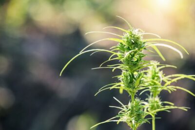 What or how is CBD useful for you? We explain it to you